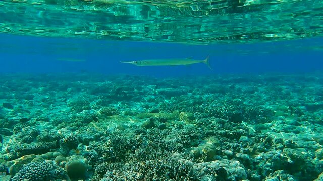 School of Needlefish swims on shallow water coral reef (4K - 60fps)
