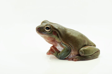 Dumpy frog on a leaf