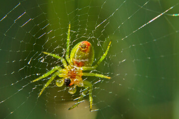 araignée sur sa toile en gros plan