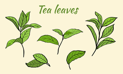 Set of tea plant branches and leaves.Silhouettes of branches and leaves of a tea bush.Skcetch of tea leaves. Botanical illustration.