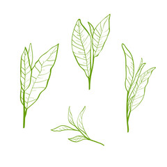 Set of tea plant branches and leaves.Silhouettes of branches and leaves of a tea bush.Skcetch of tea leaves. Botanical illustration.