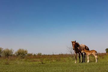 horses and foals in nature