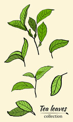 Set of tea plant branches and leaves.Silhouettes of branches and leaves of a tea bush.Skcetch of tea leaves. Botanical illustration.