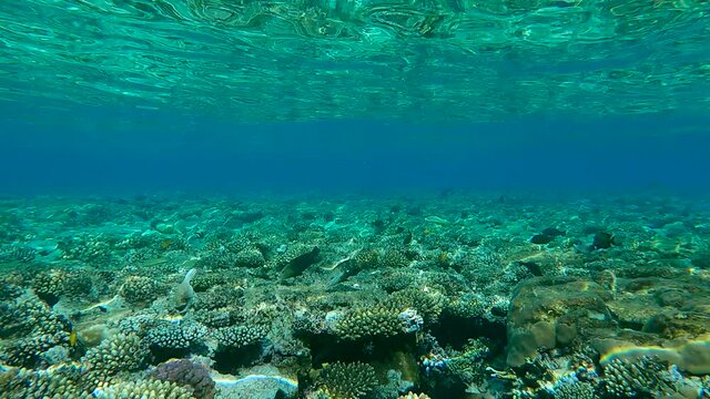 School of tropical ish swims in the blue water on shallow water coral reef (4K - 60fps)