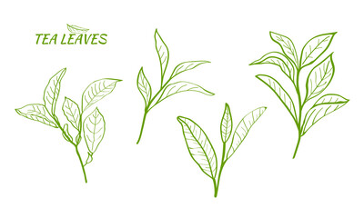 Set of tea plant branches and leaves.Silhouettes of branches and leaves of a tea bush.Skcetch of tea leaves. Botanical illustration.