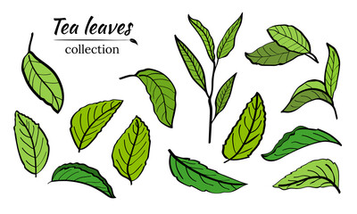 Set of tea plant branches and leaves.Silhouettes of branches and leaves of a tea bush.Skcetch of tea leaves. Botanical illustration.