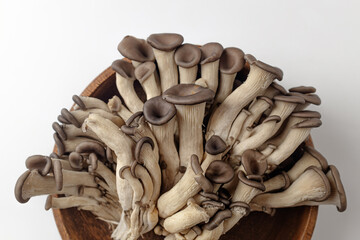 Oyster mushroom on white background