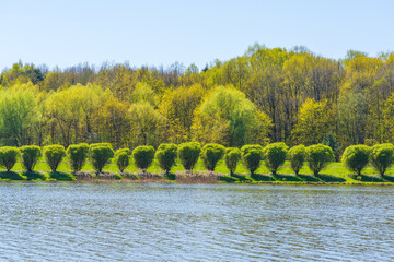 Spring in Izmailovsky Park in Moscow. Lebedyansky pond shore. Trees planted in a row along the shore
