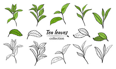 Set of tea plant branches and leaves.Silhouettes of branches and leaves of a tea bush.Skcetch of tea leaves. Botanical illustration.