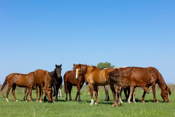 Fototapeta na wymiar horses and foals in nature