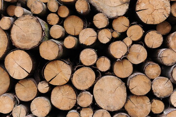 Stack of logs of old trees cut and sawn in the wood and piled for transportation in Europe
