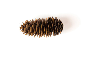 pine cone isolated on white background for Christmas decorative