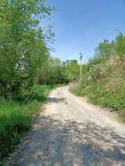 road in the woods