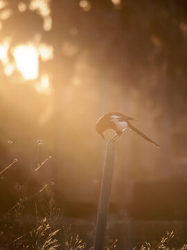 Un p&aacute;jaro de la familia de las urracas posado en un poste al atardecer