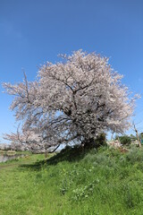 Naklejka premium 春の日本埼玉県の公園に咲くソメイヨシノのサクラの花