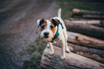 Beautiful Parson Russell Terrier in Nature
