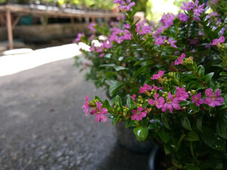 False heather or Elfin herb Small pink flowers in beautiful pots.