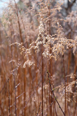 A dry inflorescence of wood small-reed , Calamagrostis epigejos, growing in the forest. A close up of bushgrass in the morning in early spring, selective focus, blurred background