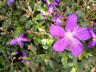 Purple flowers in a garden (Malabar gooseberry)