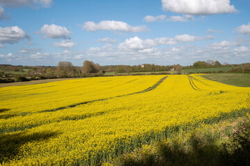 Hampshire, England, UK. 2021. Springtime and a view of rapeseed in flower in the Hampshire countryside at Micheldever.