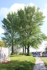 Scenic view of a large Beech tree with blue sky and white clouds in the background  Fagus sylvatica