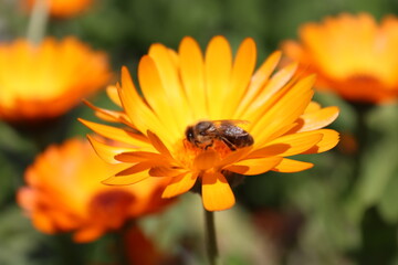 Bee on yellow flowers