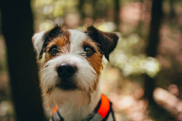 Cute Parson Russell Terrier wearing Orange Pulling Harness on a Mountain Trip