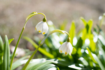 cute white spring snowdrop flowers in close up