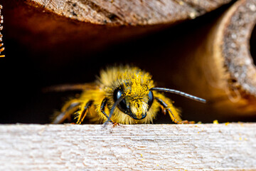 A pollen covered red mason bee checking the nesting facilities of our insect-hotel.