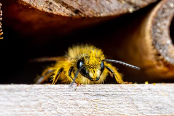 Papier Peint photo Abeille A pollen covered red mason bee checking the nesting facilities of our insect-hotel.