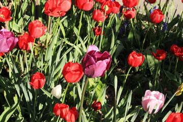 Bright multicolored tulips bloom in the garden in spring