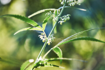 Close up of hemp (cannabis) growing plant