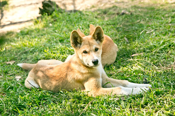 Close-up Portrait of a Junior Dingo resting on the Green Grass in the Shade