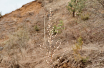 In late autumn a sprig of grass with the remnants of dry fluffy flowers sways in the wind