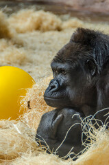 Prague zoo - Gorilla 