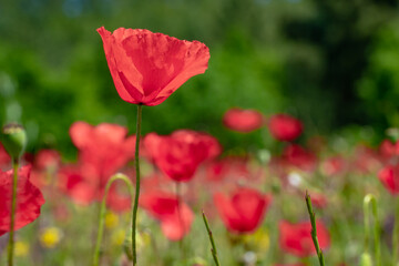 Fototapeta premium Poppies growing in field during the Springtime on France