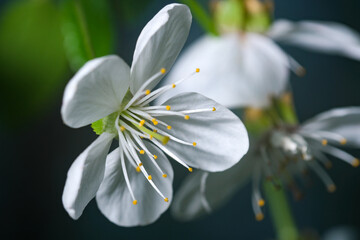 White spring cherry flowers