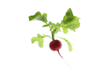Fresh red radish isolated on white background