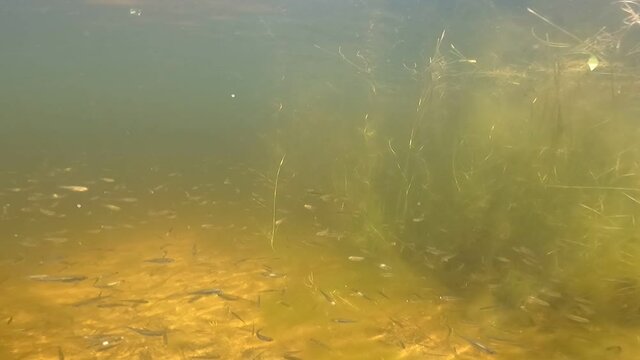 Desna River. Natural underwater landscape in Kiev Region