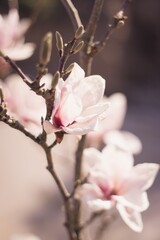 Fototapeta premium Magnolien Baum