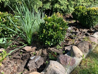 A flower bed with ornamental shrubs of thuja and boxwood.