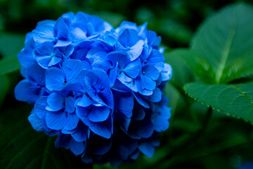 青い紫陽花のクローズアップ