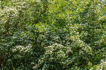 Fototapeta na wymiar The bird cherry blossomed in the spring forest