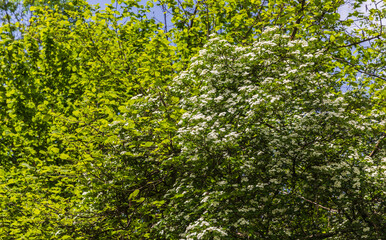 The bird cherry blossomed in the spring forest