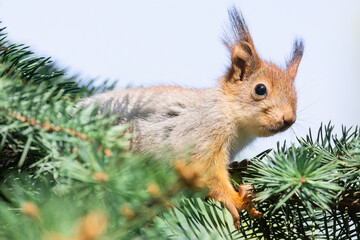 The squirrel with nut sits on a branches in the spring or summer. Portrait of the squirrel close-up. Eurasian red squirrel, Sciurus vulgaris..