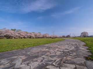 【岩手】北上展勝地の桜並木