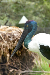 Black-necked white stork in the nest