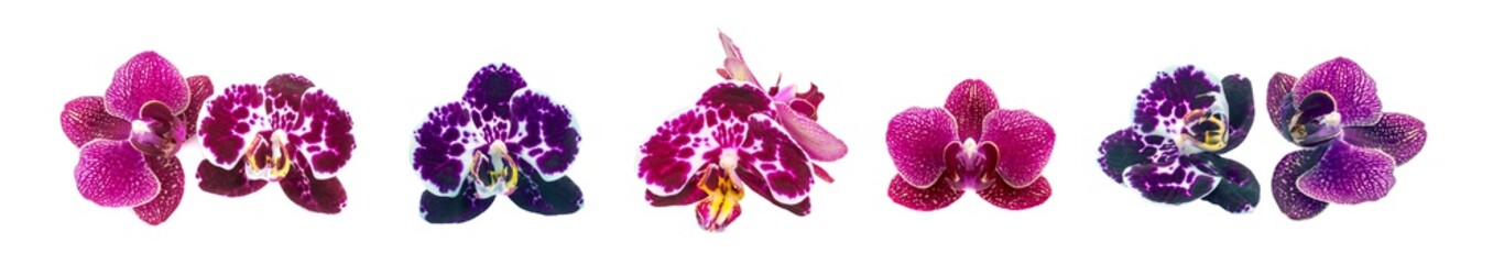 Violet Orchid Flowers Isolated on White Background