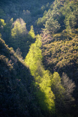 Naklejka na ściany i meble Sunlight penetrates a narrow gorge and illuminates the treetops