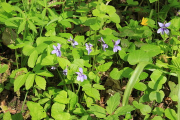 Violet flowers bloom in a forest glade on a sunny spring day